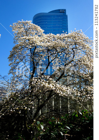 blossoming cherry and magnolia trees skyscrapers blue sky without clouds beautiful branches decorated with flowers in big city of Vancouver in Canada Burarrd station cleanliness freshness spring 113241782