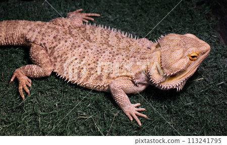 bearded dragon sitting on wood, angry lizard on black background, animals closeup 113241795