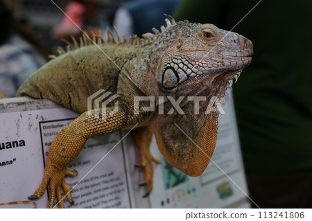 A green iguana blinking and moving slowly  113241806
