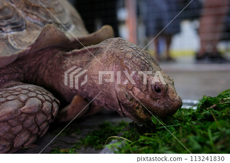 A spur-bearing turtle Latin Centrochelys sulcata with a beautiful shell pattern standing on green grass on a clear sunny day. Animals mammals reptiles zoos. 113241830