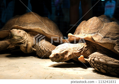 A spur-bearing turtle Latin Centrochelys sulcata with a beautiful shell pattern standing on green grass on a clear sunny day. Animals mammals reptiles zoos. 113241831