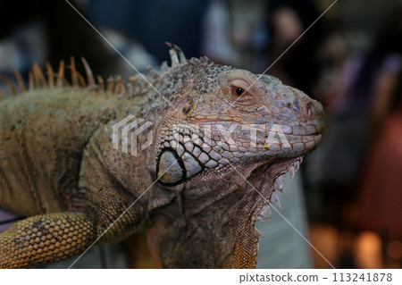 Big green iguana in terrarium 113241878