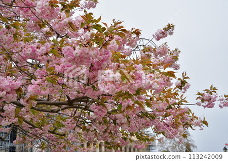 Paris, France. Cherry blossoms blooming near Petit Palais. Photographed on April 4, 2022. 113242009