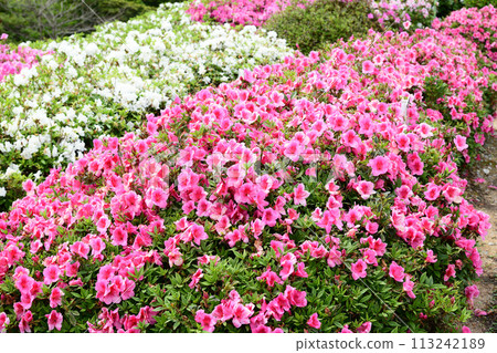 Azalea in full bloom 113242189