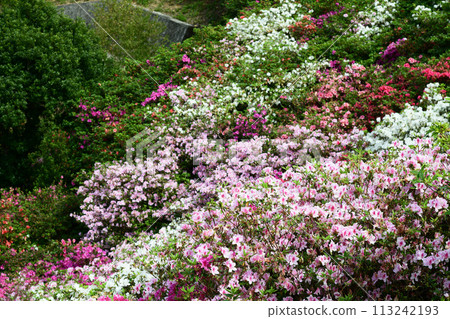 Azalea in full bloom Azalea in full bloom 113242193