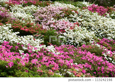 Azalea in full bloom Azalea in full bloom 113242198