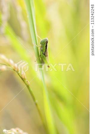 Locust 113242248