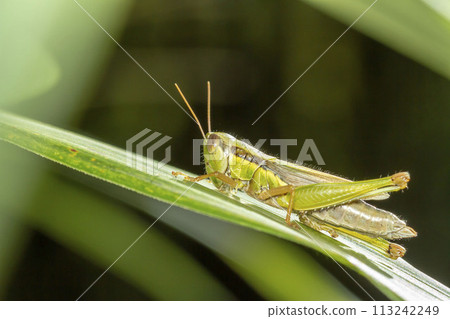 Locust 113242249