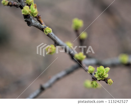 New quince buds sprouted in March 113242527