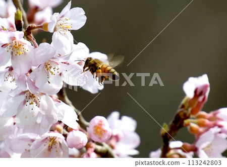 Bees sucking nectar from cherry blossoms in full bloom 113242803