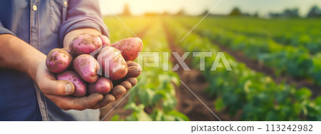 Farmers hands with bio potatoes 113242982