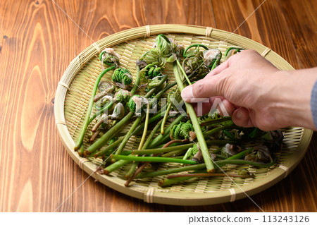 Spring Ingredients: Zenmai (Fern) 113243126