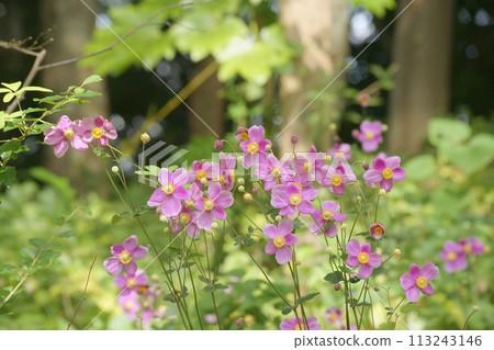 Shumayigiku 113243146