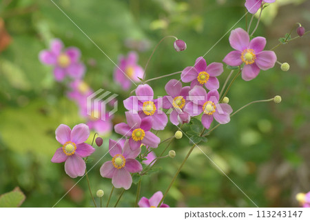 Shumayigiku 113243147