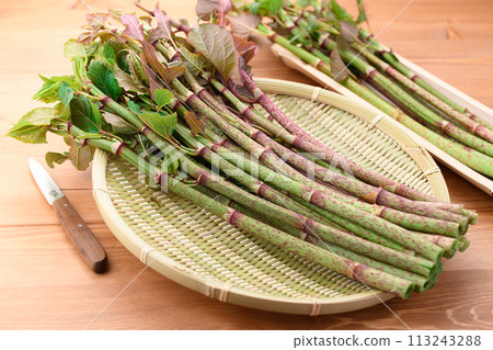 Spring Ingredients: Japanese Knotweed (Itadori) 113243288