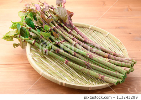 Spring Ingredients: Japanese Knotweed (Itadori) 113243299