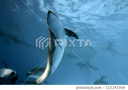 Dolphin 113243309