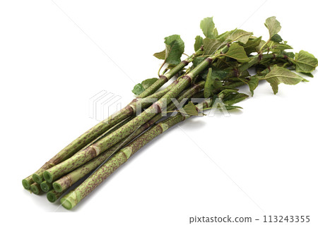 Spring food Japanese knotweed (tiger cane) white background Spring food Japanese knotweed (tiger cane) white background 113243355