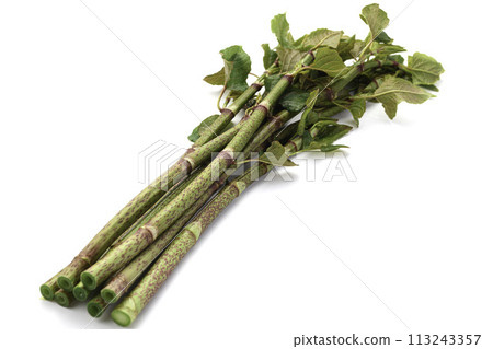 春季食品日本虎杖（虎杖）白色背景 113243357