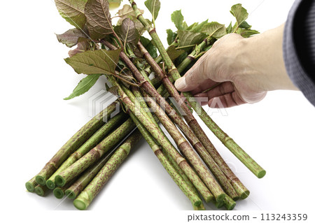 春季食品日本虎杖（虎杖）白色背景 113243359