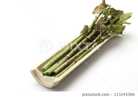 春季食品日本虎杖（虎杖）白色背景 113243366