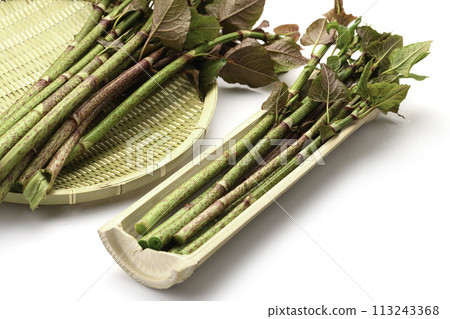 Spring food Japanese knotweed (tiger cane) white background 113243368