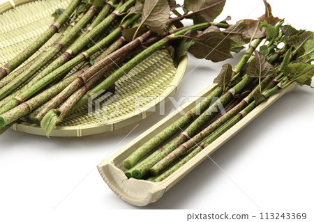 Spring food Japanese knotweed (tiger cane) white background Spring food Japanese knotweed (tiger cane) white background 113243369