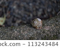蝸牛殼黏在地上的樹根上 113243484