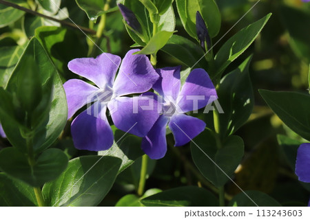 春天花園裡盛開的紫色紫羅蘭花 113243603