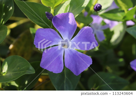 春天花園裡盛開的紫色紫羅蘭花 113243604