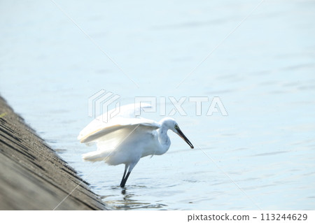 egret hunting 113244629