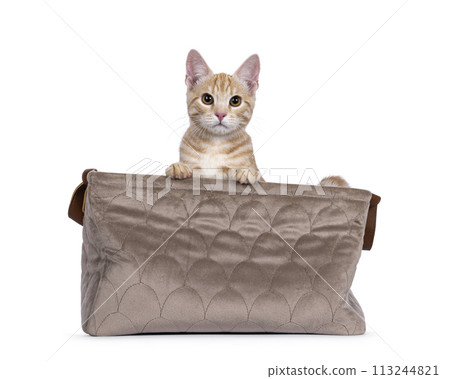 European Shorthair cat on white background 113244821