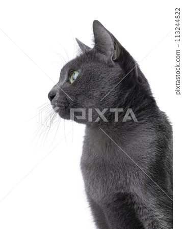 Korat cat on white background 113244822