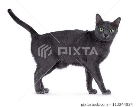 Korat cat on white background 113244824