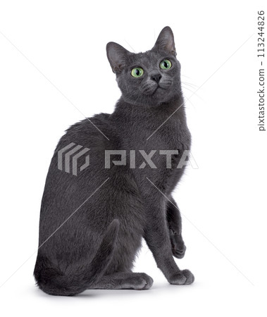 Korat cat on white background 113244826