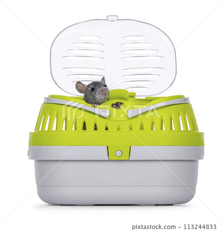 Rat in travel box on white Rat in travel box on white 113244833