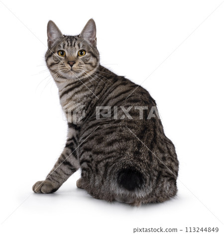 Kurilian Bobtail cat on white 113244849