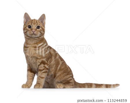 European Shorthair cat on white background 113244859