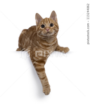 European Shorthair cat on white background European Shorthair cat on white background 113244862