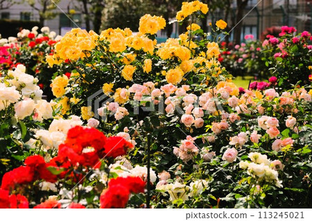 A rose-blooming park A rose-blooming park 113245021