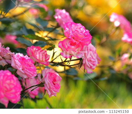 Rose of pink color 113245150