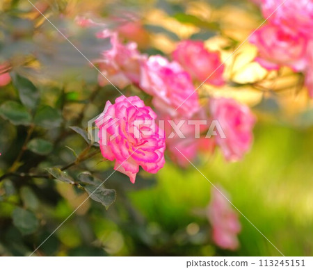 Rose of pink color 113245151