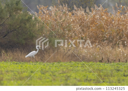 White heron, (Ardea alba, Egretta alba), in Hortobagy National Park, UNESCO World Heritage Site, Puszta is one of largest meadow and steppe ecosystems in Europe, Hungary White heron, (Ardea alba, Egretta alba), in Hortobagy National Park, UNESCO World Heritage Site, Puszta is one of largest meadow and steppe ecosystems in Europe, Hungary 113245325