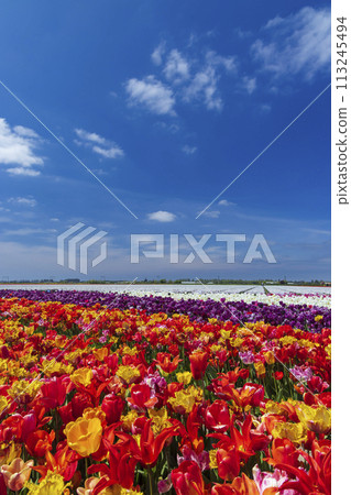 Field of tulips near Keukenhof, The Netherlands Field of tulips near Keukenhof, The Netherlands 113245494