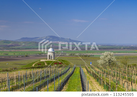 Vineyard near Velke Bilovice, Southern Moravia, Czech Republic 113245505