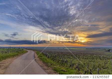 Typical vineyards near Clos de Vougeot, Cote de Nuits, Burgundy, France Typical vineyards near Clos de Vougeot, Cote de Nuits, Burgundy, France 113245507