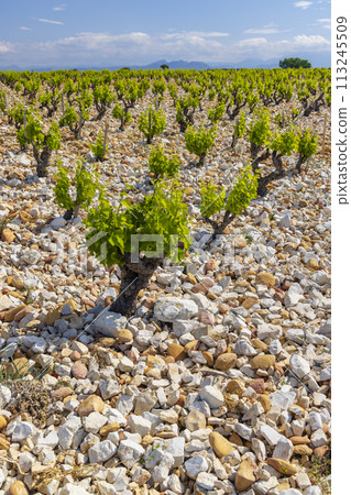 Typical vineyard with stones near Chateauneuf-du-Pape, Cotes du Rhone, France Typical vineyard with stones near Chateauneuf-du-Pape, Cotes du Rhone, France 113245509