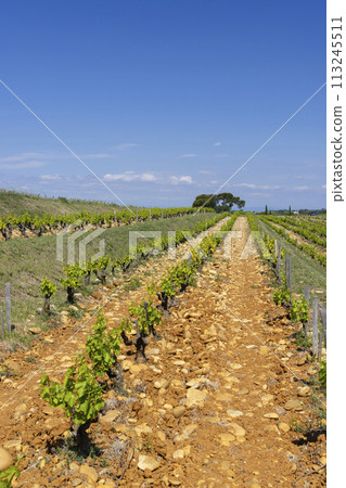 Typical vineyard with stones near Chateauneuf-du-Pape, Cotes du Rhone, France Typical vineyard with stones near Chateauneuf-du-Pape, Cotes du Rhone, France 113245511