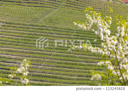 Typical vineyard near Barolo, Barolo wine region, province of Cuneo, region of Piedmont, Italy 113245628
