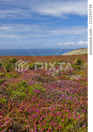 Landscape in Cap de la Chevre, Crozon, Brittany, France 113245716
